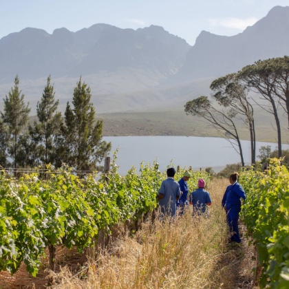 Vineyard Workers at Vergelegen, South Africa
